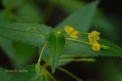 Impatiens dalzellii